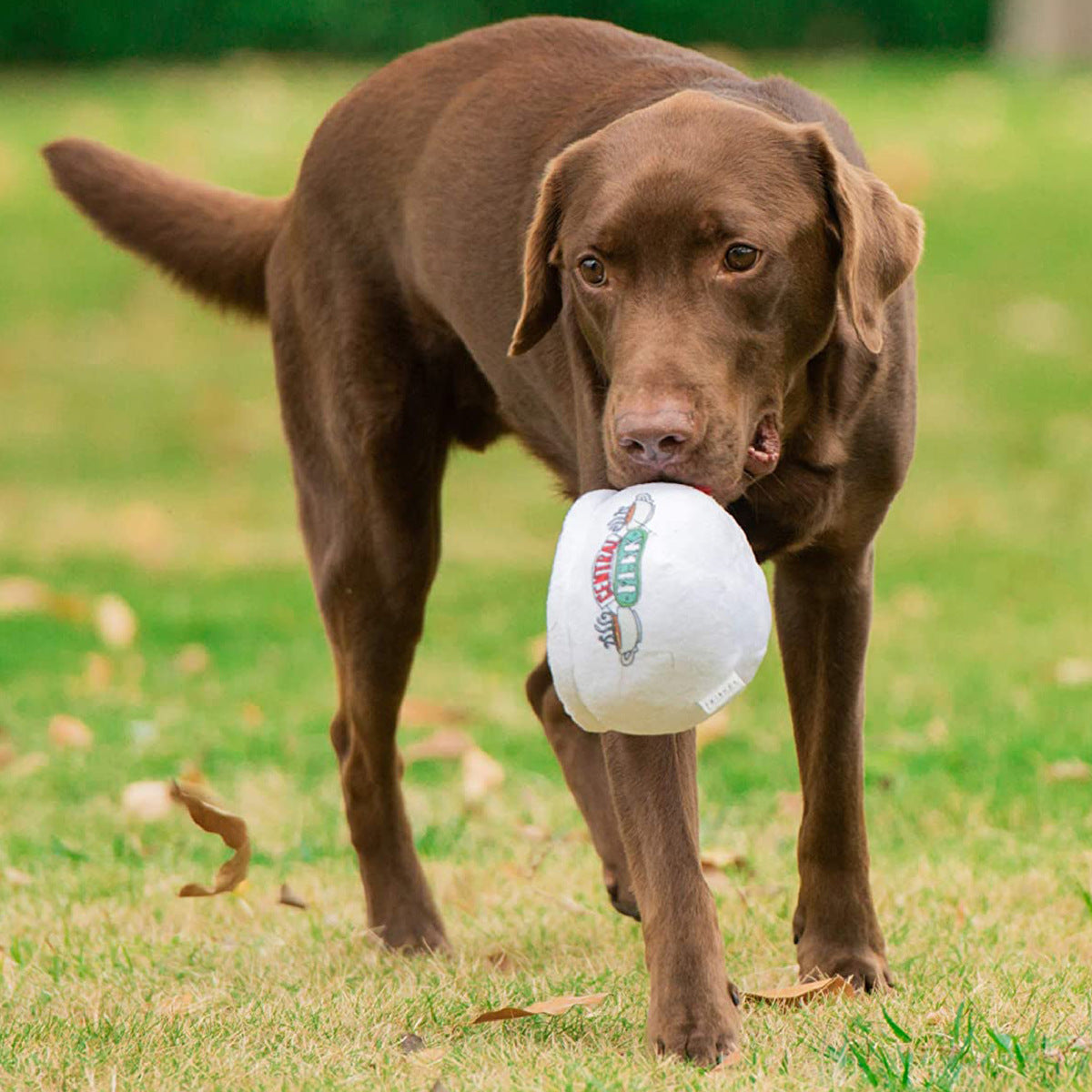 Central Perk Cup Squeaker Toy
